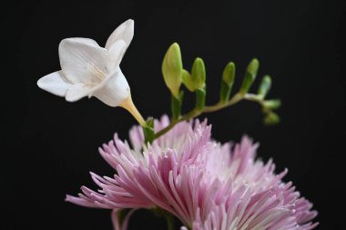 Frezya ve kasımpatı çiçekleri siyah arkaplanda