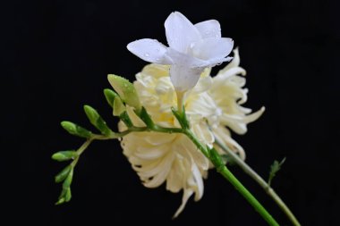 güzel kasımpatı ve siyah arkaplanda frezya çiçekleri