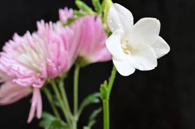 güzel kasımpatı ve siyah arkaplanda frezya çiçekleri