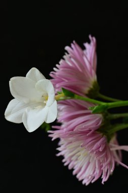 güzel kasımpatı ve siyah arkaplanda frezya çiçekleri