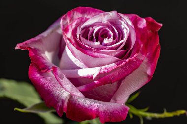 Yakın çekim - güzel gül çiçeği