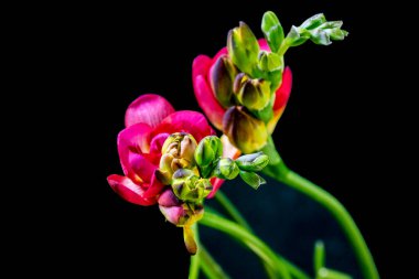 Siyah arka planda güzel frezya çiçekleri