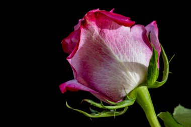 Yakın çekim - güzel gül çiçeği