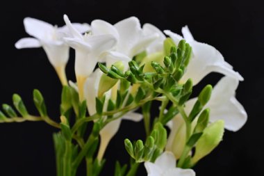 Siyah arkaplanda beyaz frezya çiçeklerini kapat 