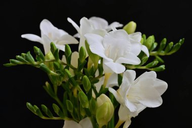 Siyah arkaplanda beyaz frezya çiçeklerini kapat 