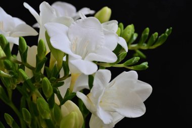 Siyah arkaplanda beyaz frezya çiçeklerini kapat 