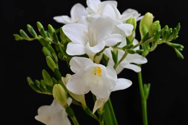 Siyah arkaplanda beyaz frezya çiçeklerini kapat 