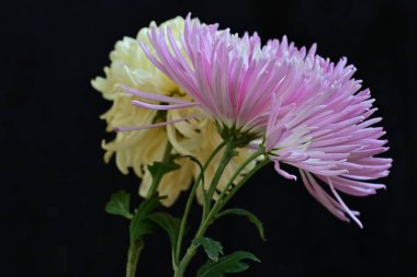 güzel kasımpatı çiçekleri siyah arkaplanda