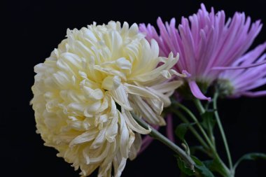 güzel kasımpatı çiçekleri siyah arkaplanda