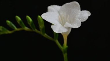 Siyah arkaplanda frezya çiçeğini kapat 