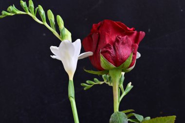Kırmızı gül ve beyaz frezya çiçekleri siyah arkaplanda 