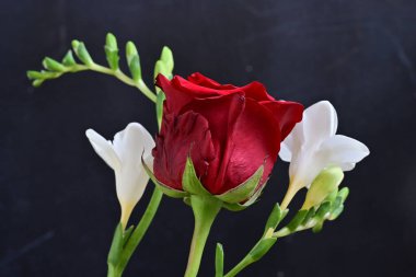 Kırmızı gül ve beyaz frezya çiçekleri siyah arkaplanda 