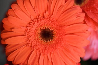 Koyu arkaplanda güzel Gerbera çiçeği, yakın görüş 