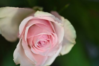 Yakın çekim - güzel gül çiçeği