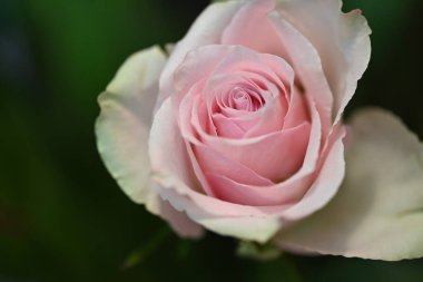 Yakın çekim - güzel gül çiçeği