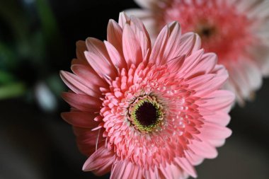 Siyah arka planda güzel Gerbera çiçeği 