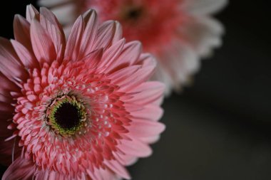 Koyu arkaplanda güzel Gerbera çiçeği, yakın görüş 