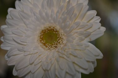 Koyu arkaplanda güzel Gerbera çiçeği, yakın görüş 