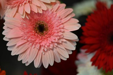Koyu arkaplanda güzel Gerbera çiçeği, yakın görüş 