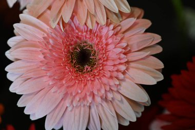Koyu arkaplanda güzel Gerbera çiçeği, yakın görüş 