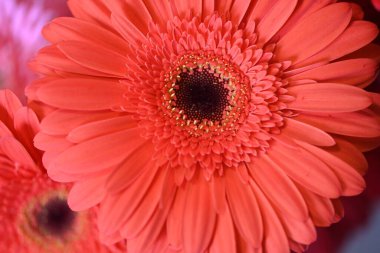 Siyah arka planda güzel Gerbera çiçeği 