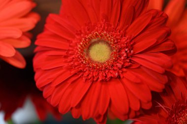 Koyu arkaplanda güzel Gerbera çiçeği, yakın görüş 