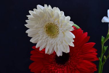 Koyu arkaplanda güzel Gerbera çiçekleri, yakın görüş  