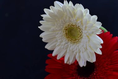 Koyu arkaplanda güzel Gerbera çiçekleri, yakın görüş  