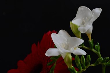 Gerbera ve frezya çiçekleri siyah arka planda yakın plan 
