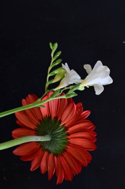 Gerbera ve frezya çiçekleri siyah arka planda yakın plan 