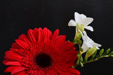 Gerbera ve frezya çiçekleri siyah arka planda yakın plan 