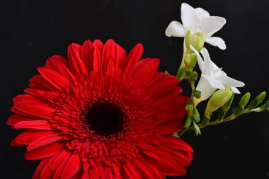 Gerbera ve frezya çiçekleri siyah arka planda yakın plan 