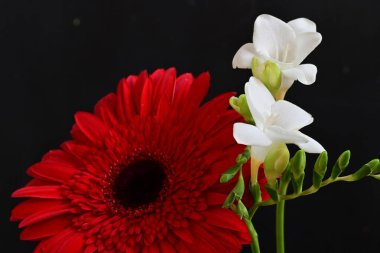 Gerbera ve frezya çiçekleri siyah arka planda yakın plan 