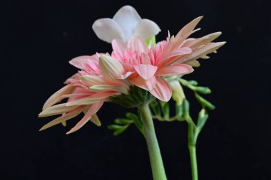 Gerbera ve frezya çiçekleri siyah arka planda yakın plan 