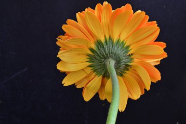 Koyu arkaplanda güzel Gerbera çiçeği, yakın görüş 