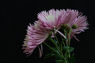 güzel kasımpatı çiçekleri siyah arkaplanda