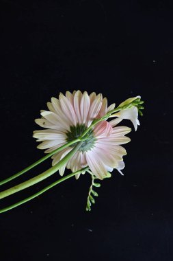 Gerbera ve frezya çiçekleri siyah arka planda yakın plan 