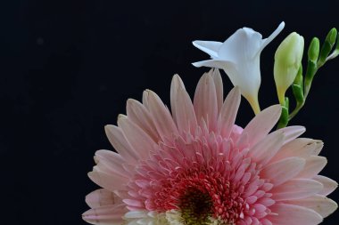 Gerbera ve frezya çiçekleri siyah arka planda yakın plan 