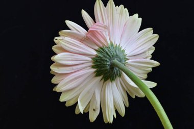 Koyu arkaplanda güzel Gerbera çiçeği, yakın görüş 