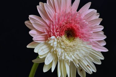 Koyu arkaplanda güzel Gerbera çiçeği, yakın görüş 