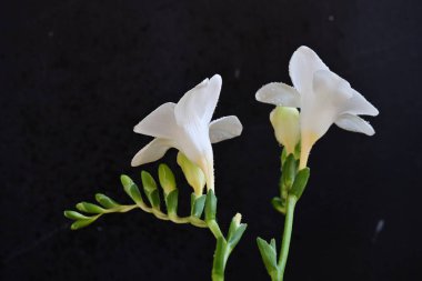 Koyu arkaplanda güzel bir frezyanın çiçekleri