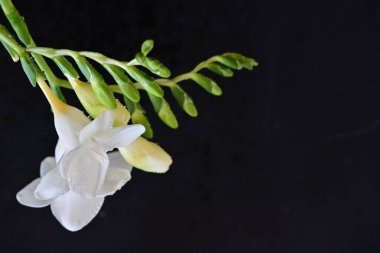 Koyu arkaplanda güzel bir frezyanın çiçekleri