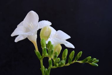 Koyu arkaplanda güzel bir frezyanın çiçekleri