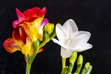 Koyu arkaplanda güzel bir frezyanın çiçekleri