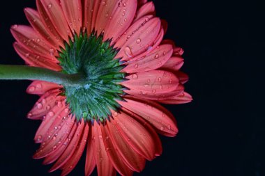 Koyu arkaplanda güzel Gerbera çiçeği, yakın görüş 