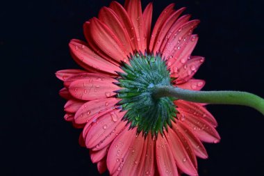 Koyu arkaplanda güzel Gerbera çiçeği, yakın görüş 