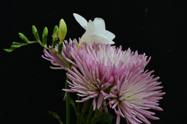 güzel pembe kasımpatı ve zambak çiçekleri siyah arka planda