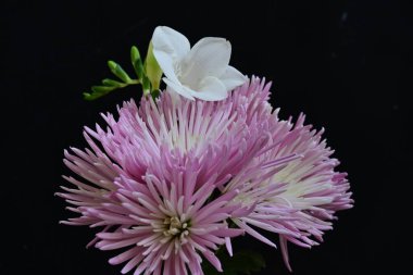 güzel pembe kasımpatı ve zambak çiçekleri siyah arka planda