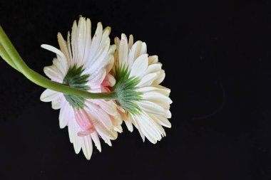 Koyu arkaplanda güzel Gerbera çiçekleri, yakın görüş 