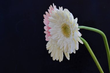 Koyu arkaplanda güzel Gerbera çiçekleri, yakın görüş 